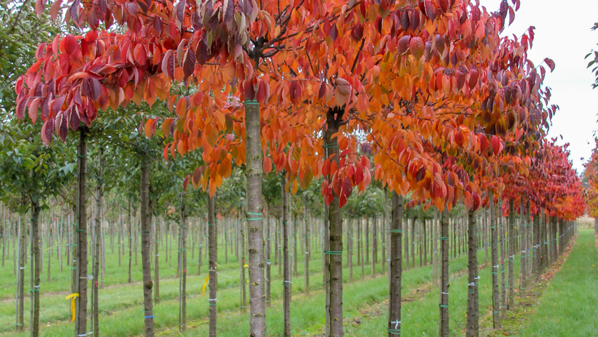 Prunus sargentii 'Charles Sargent' hochstämmig