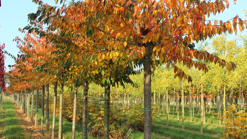 Prunus sargentii 'Charles Sargent' hochstämmig