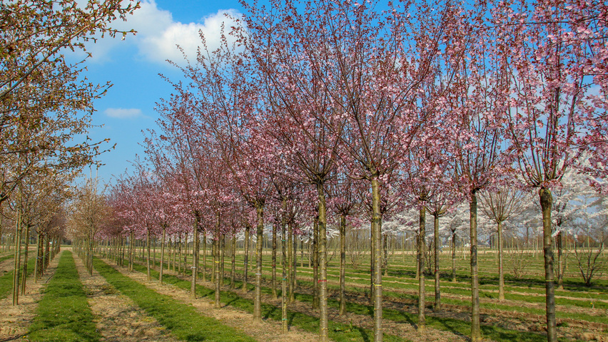 Prunus sargentii 'Charles Sargent' hochstämmig