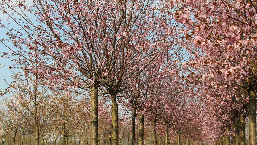 Prunus sargentii 'Charles Sargent' hochstämmig