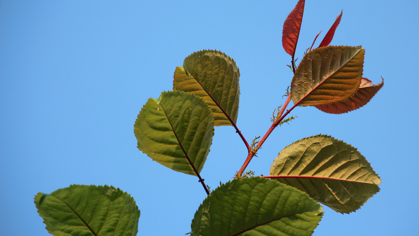 Prunus sargentii 'Charles Sargent' Blatt