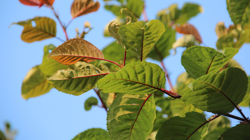 Prunus sargentii 'Charles Sargent' Blatt