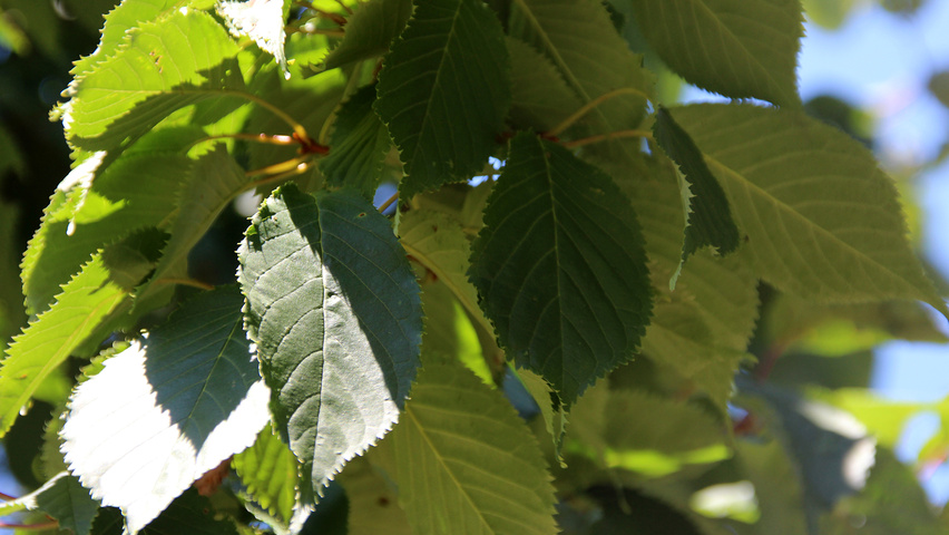 Prunus sargentii 'Charles Sargent' Blatt