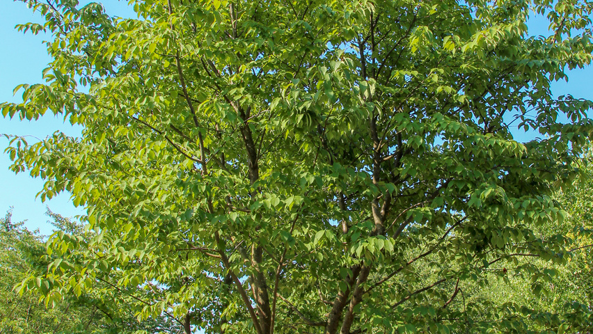 Prunus sargentii 'Charles Sargent' mehrstämmige Schirmform