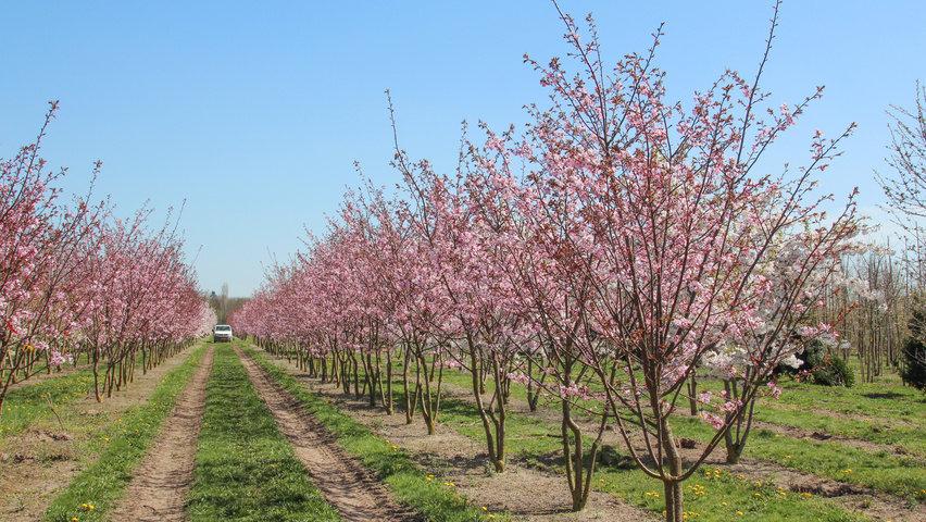 Prunus sargentii 'Charles Sargent' mehrstämmige Schirmform