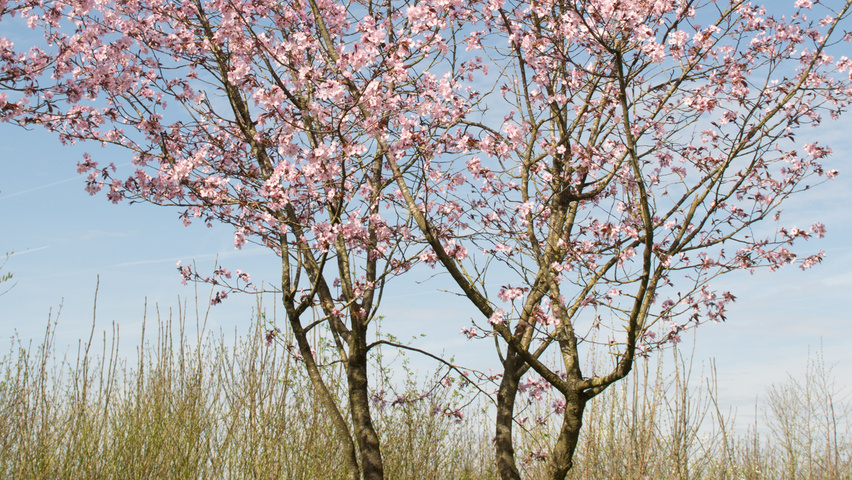 Prunus sargentii 'Charles Sargent' mehrstämmige Schirmform