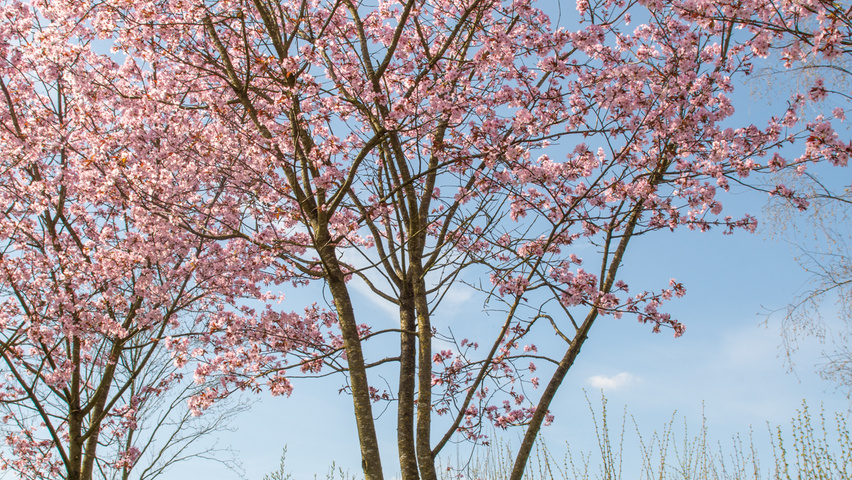 Prunus sargentii 'Charles Sargent' mehrstämmige Schirmform
