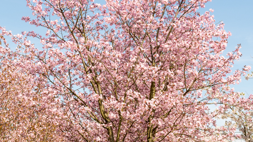 Prunus sargentii 'Charles Sargent' mehrstämmige Schirmform
