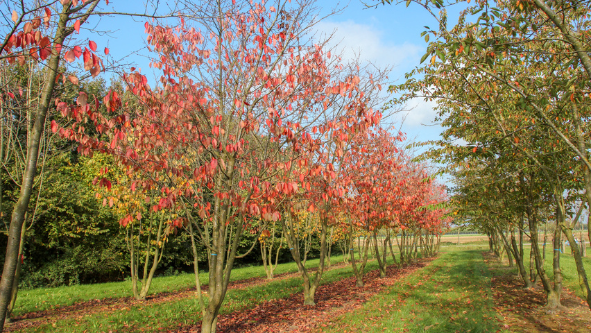 Prunus sargentii 'Charles Sargent' mehrstämmige Schirmform