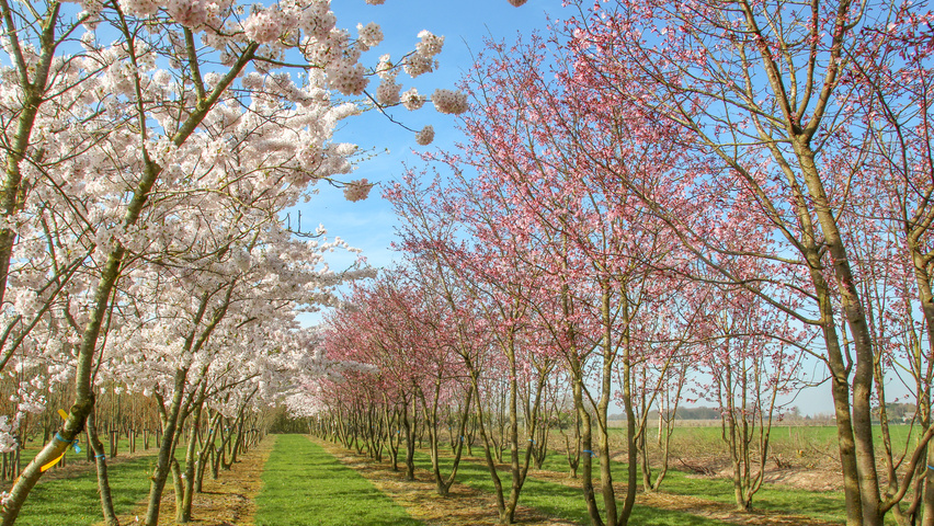 Prunus sargentii 'Charles Sargent' mehrstämmige Schirmform