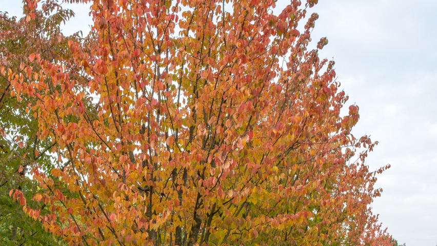 Prunus sargentii 'Charles Sargent' mehrstämmige Schirmform