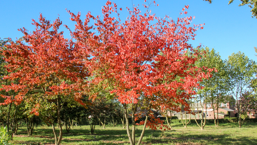 Prunus sargentii 'Charles Sargent' mehrstämmige Schirmform