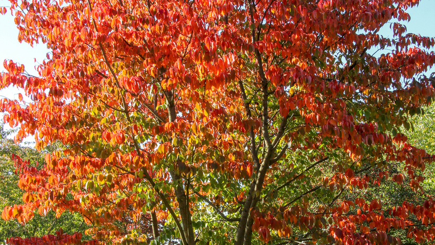 Prunus sargentii 'Charles Sargent' mehrstämmige Schirmform