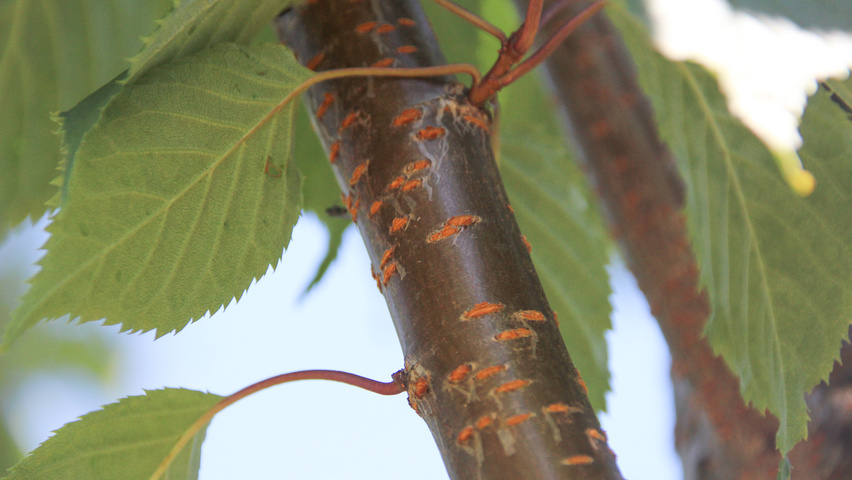 Prunus sargentii 'Charles Sargent' Zweige