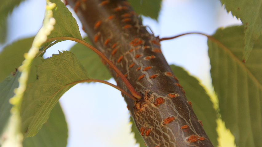 Prunus sargentii 'Charles Sargent' Zweige