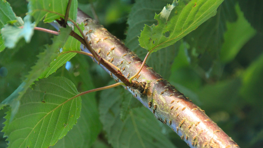 Prunus sargentii 'Charles Sargent' Zweige