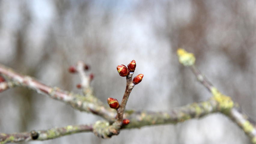 Prunus sargentii 'Charles Sargent' Zweige
