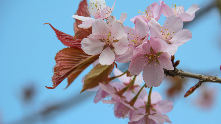 Prunus sargentii fleurs