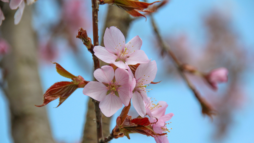 Prunus sargentii fleurs