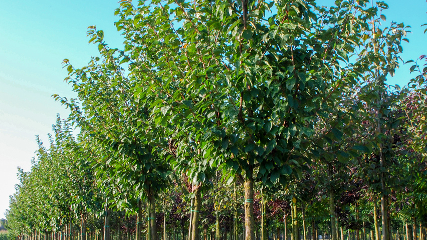 Prunus sargentii haute tige