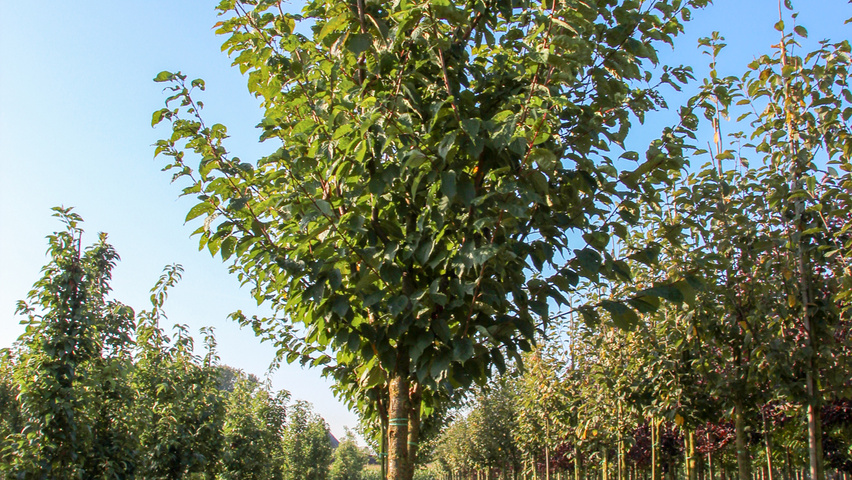Prunus sargentii haute tige