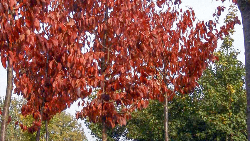 Prunus sargentii haute tige