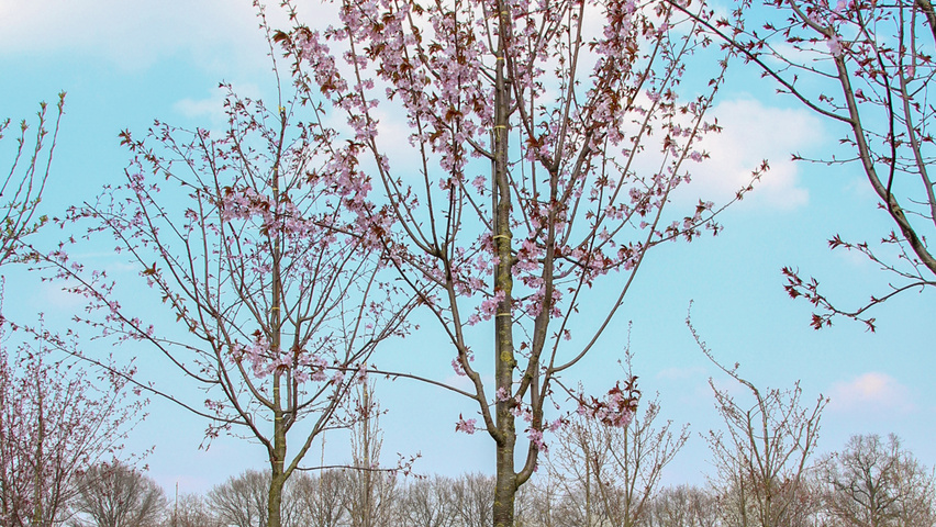 Prunus sargentii haute tige