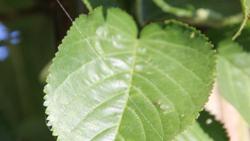 Prunus sargentii Feuilles