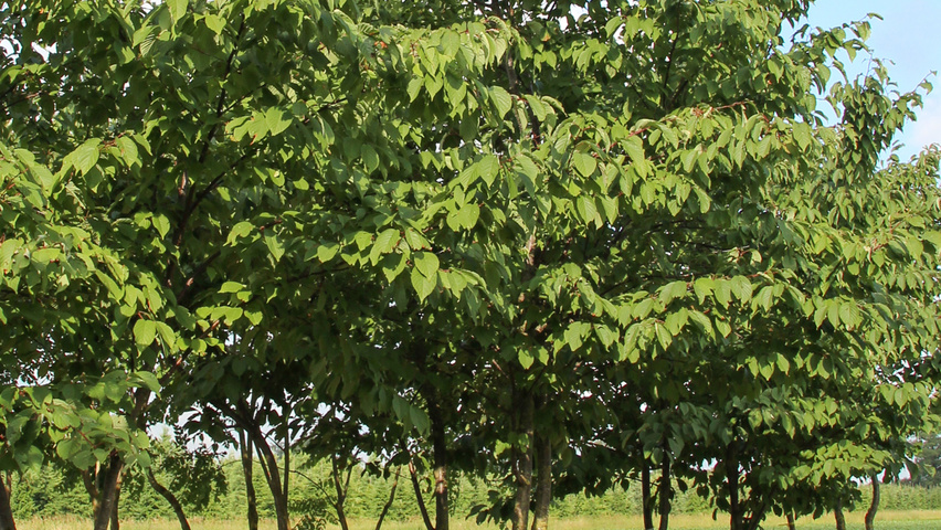 Prunus sargentii multi-troncs forme parasol
