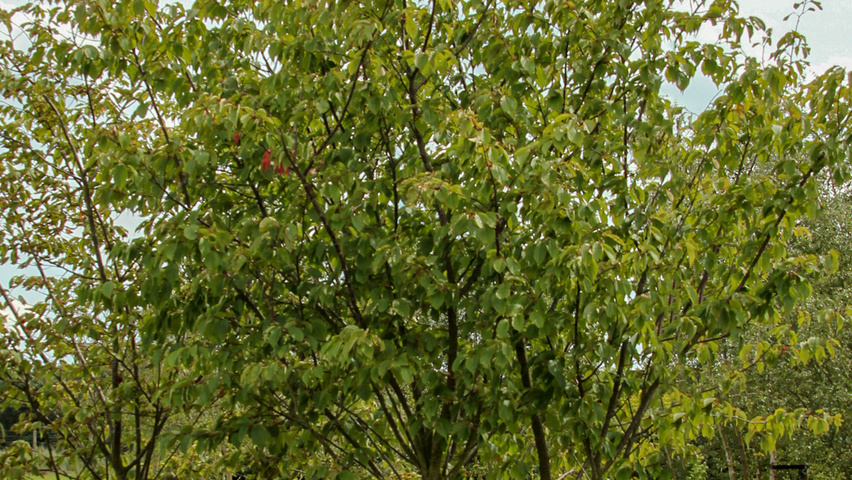 Prunus sargentii multi-troncs forme parasol