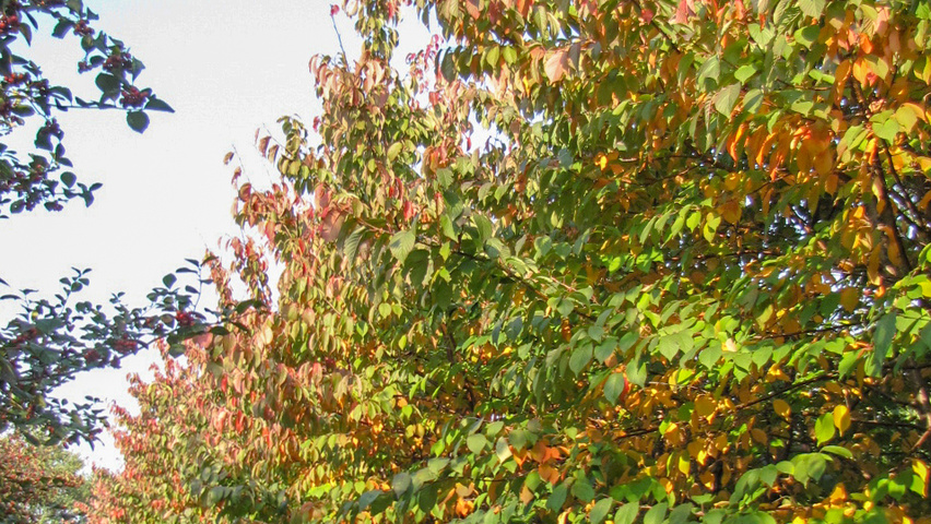 Prunus sargentii multi-troncs forme parasol