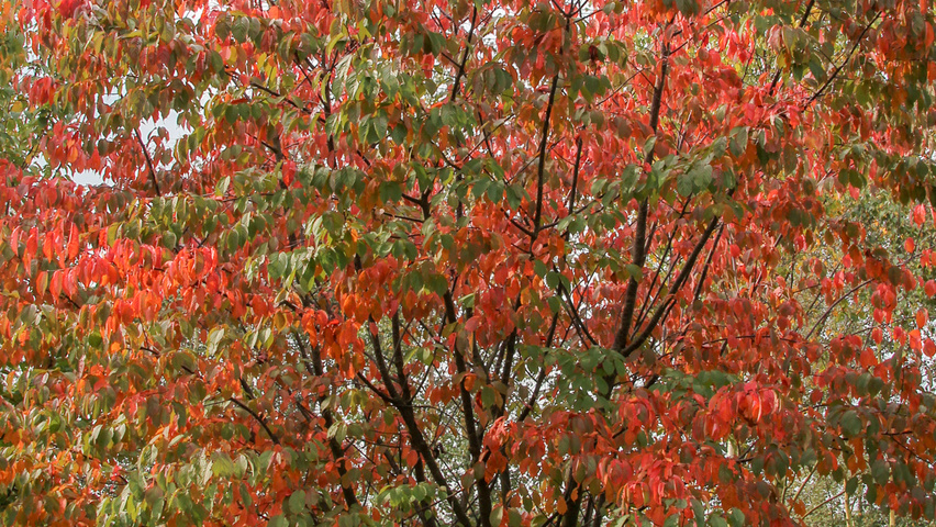 Prunus sargentii multi-troncs forme parasol
