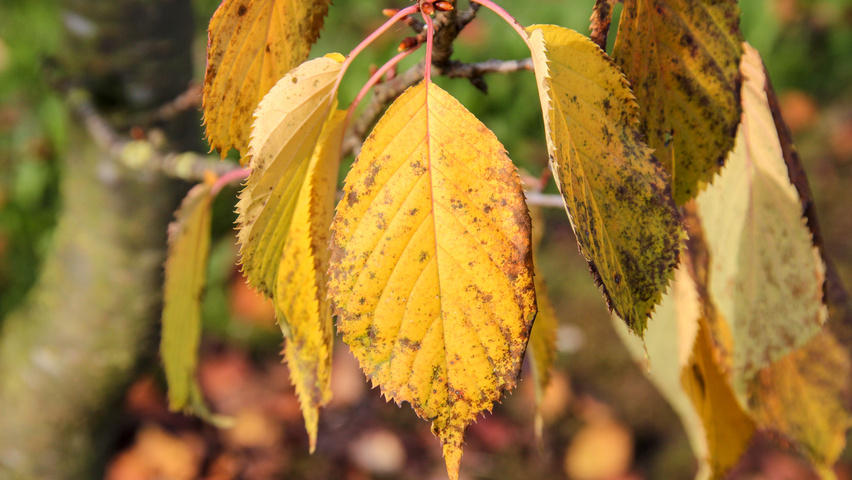 Prunus sargentii 'Rancho' liście jesienią