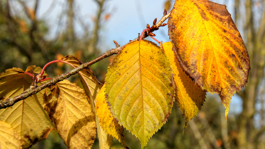 Prunus sargentii 'Rancho' liście jesienią