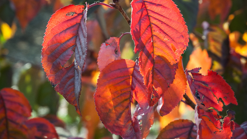 Prunus sargentii 'Rancho' liście jesienią