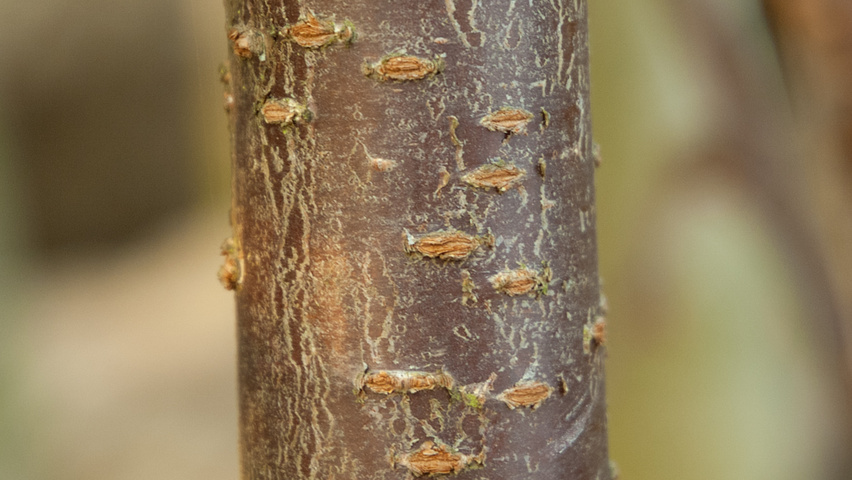 Prunus sargentii 'Rancho' kora