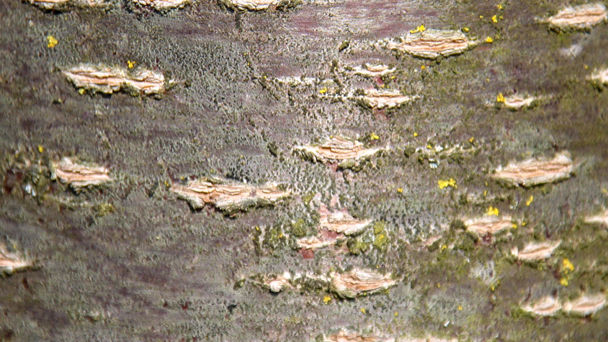 Prunus sargentii 'Rancho' kora