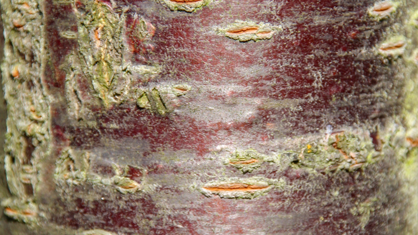 Prunus sargentii 'Rancho' kora