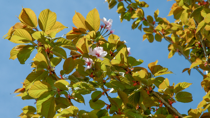 Prunus sargentii 'Rancho' kwiaty