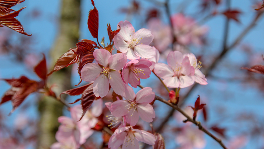 Prunus sargentii 'Rancho' kwiaty