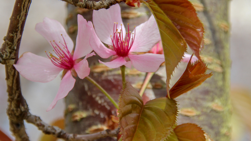 Prunus sargentii 'Rancho' kwiaty