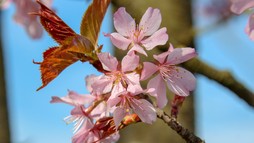 Prunus sargentii 'Rancho' kwiaty
