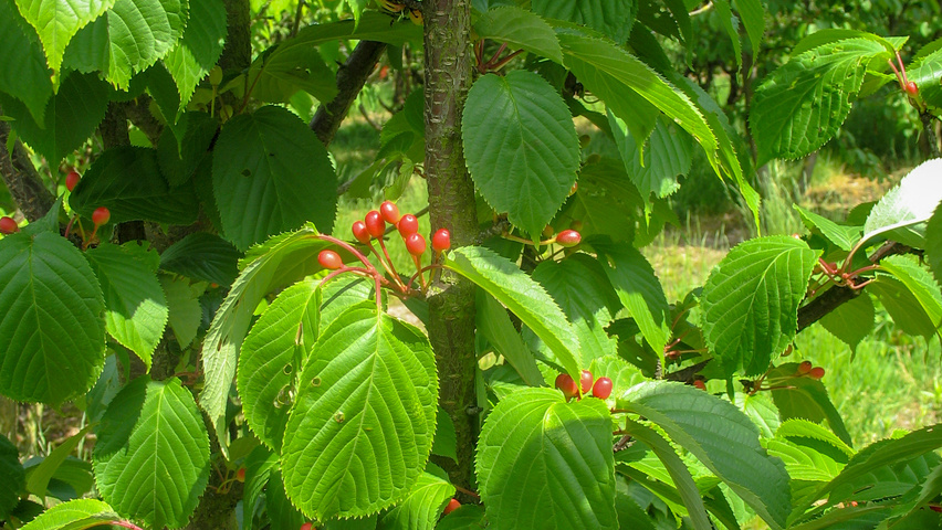 Prunus sargentii 'Rancho' owoce