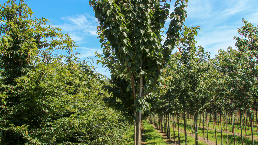 Prunus sargentii 'Rancho' pienne