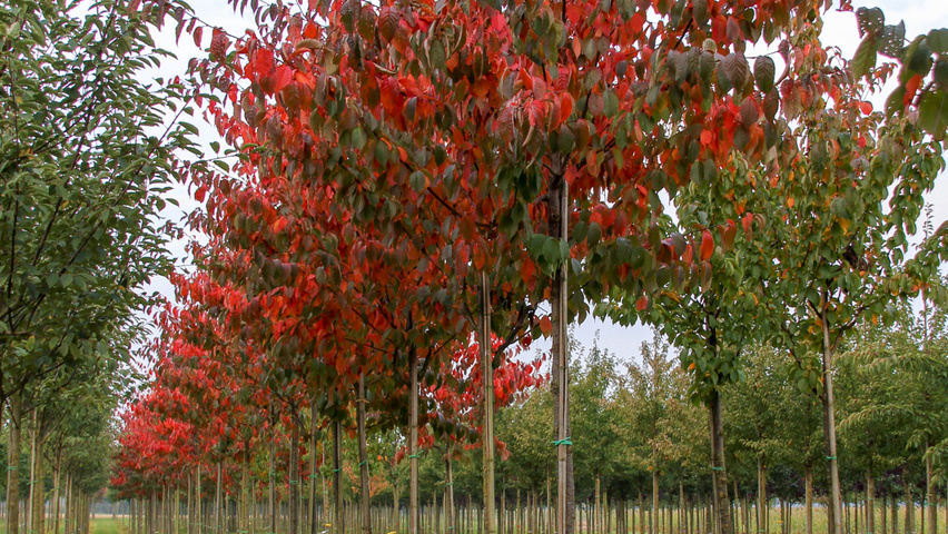 Prunus sargentii 'Rancho' pienne