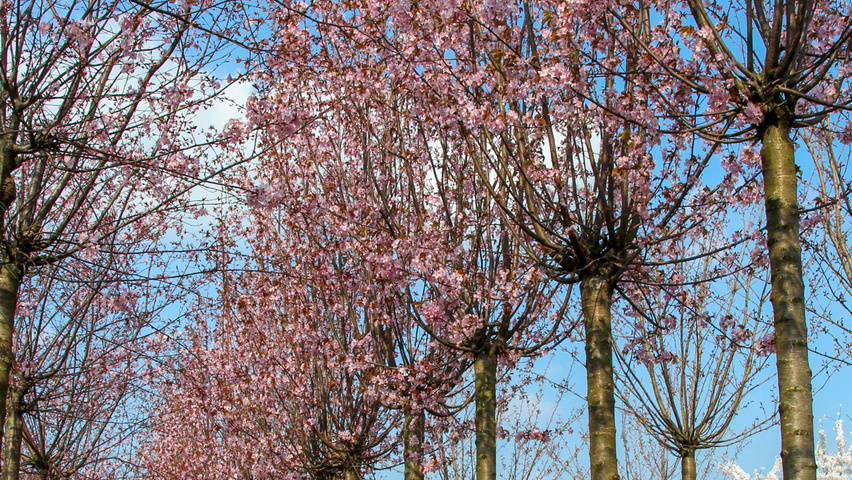 Prunus sargentii 'Rancho' pienne