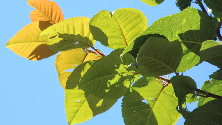 Prunus sargentii 'Rancho' liście