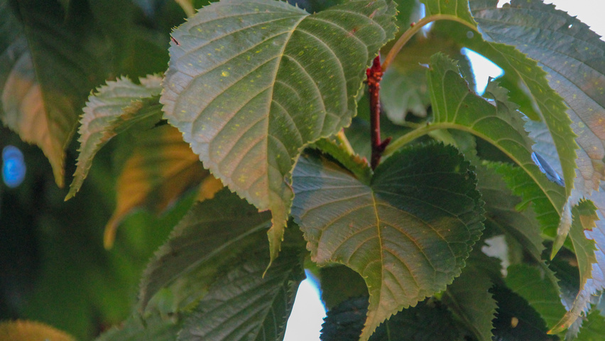 Prunus sargentii 'Rancho' liście