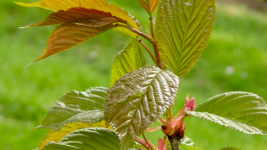 Prunus sargentii 'Rancho' liście