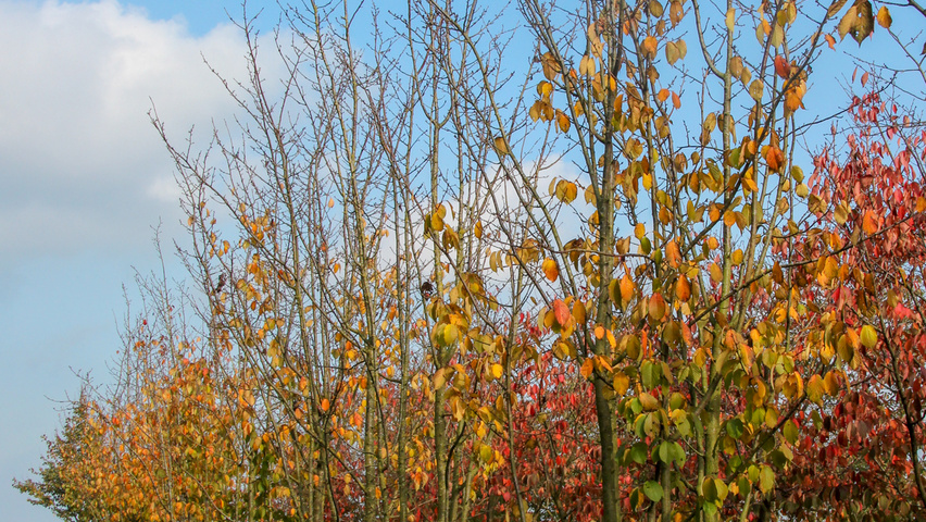 Prunus sargentii 'Rancho' wielopniowy parasolowaty